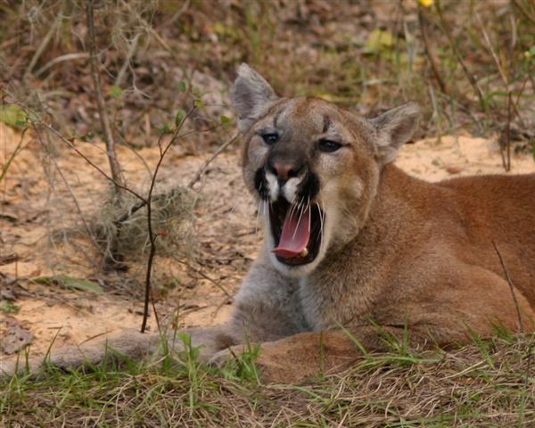 Panther